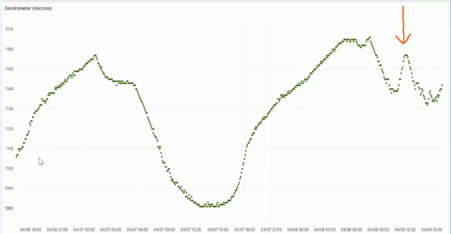 Daily rhythm of a dendrometer: a maximum around sunrise, a minimum in the afternoon