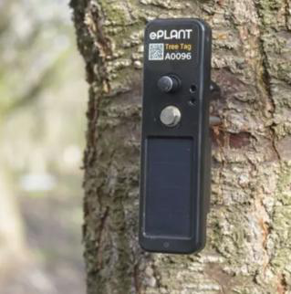 The TreeTag dendrometer from PlantData Live — wireless, with a built-in solar panel — on a tree trunk